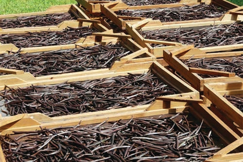 Curing Vanilla Beans
