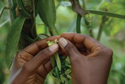Did you Know Vanilla is Pollinated By Hand