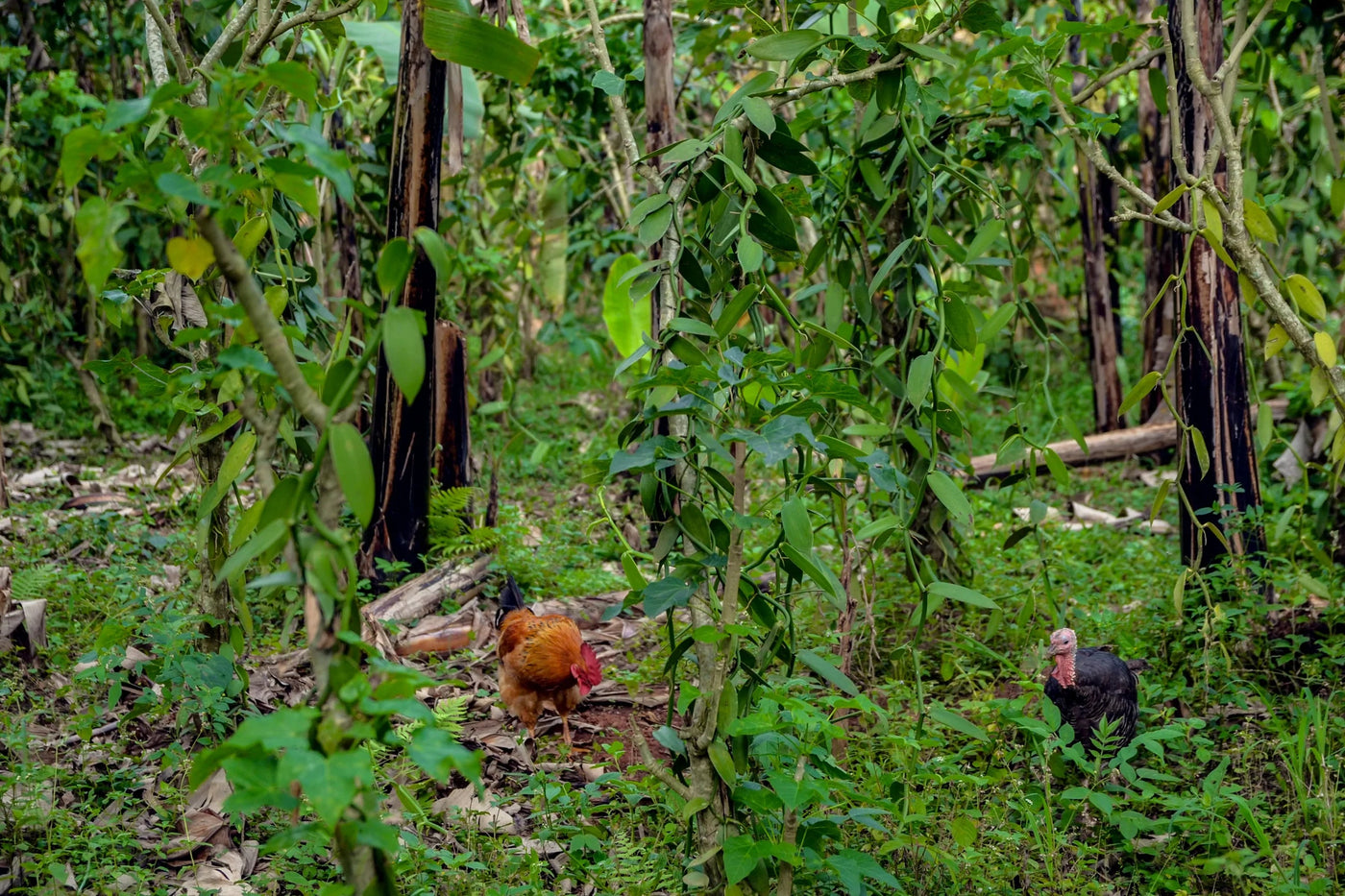 Regenerative farming Uganda